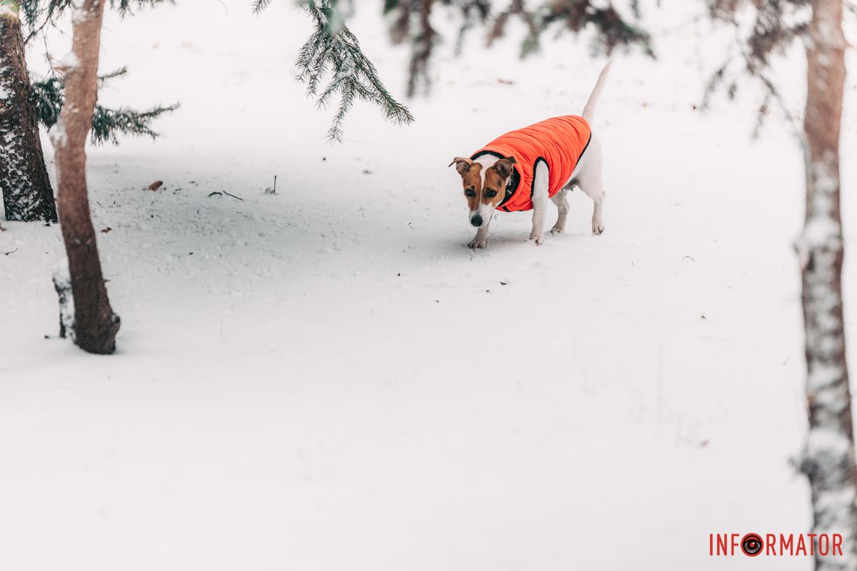Яскраво виділяється