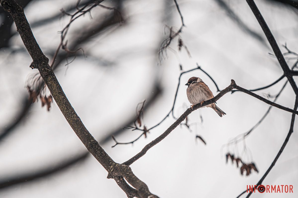 Парк "в обіймах" снігу