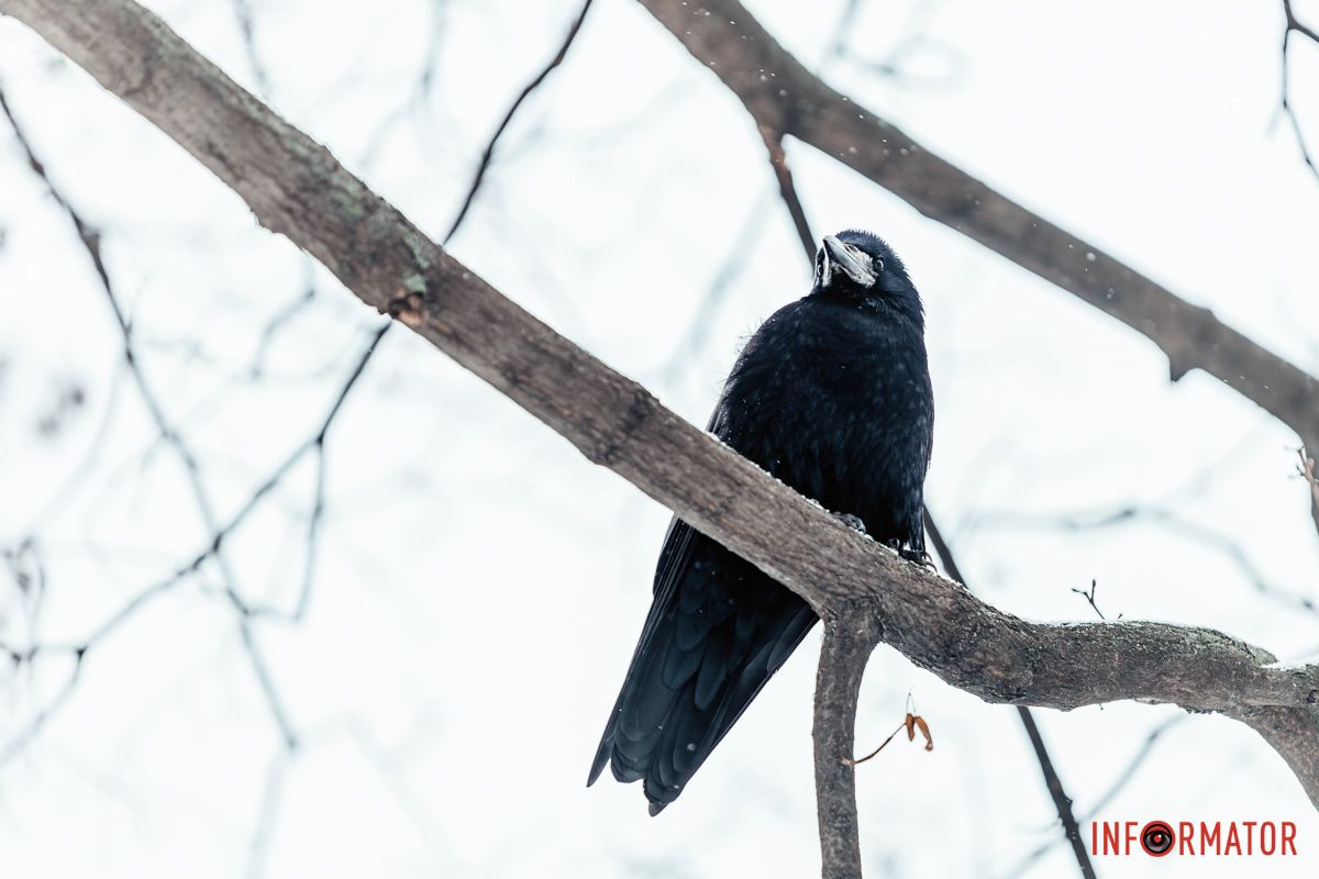 Відпочиває