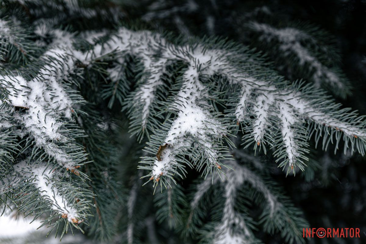 Зимова казка кожної гілочки