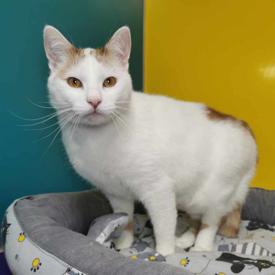 Які кішки та собаки шукають дім у Дніпрі 1