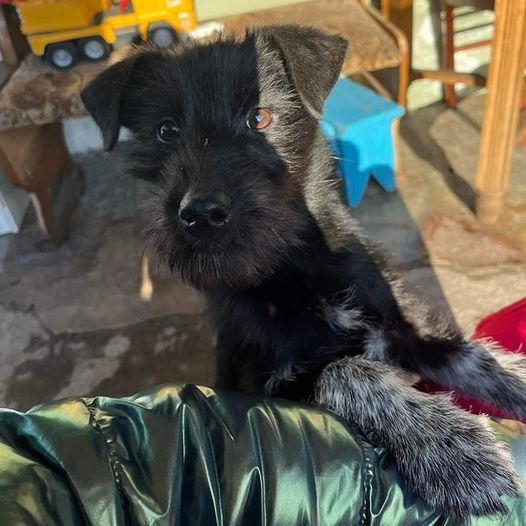 Які кішки та собаки шукають дім у Дніпрі 2