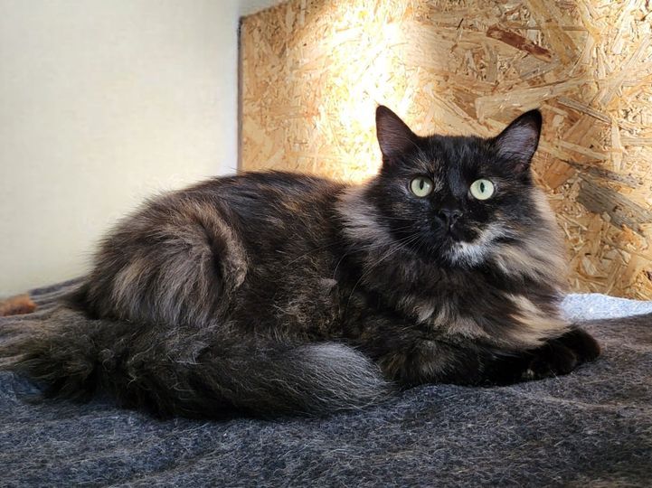 Які кішки та собаки шукають дім у Дніпрі 3