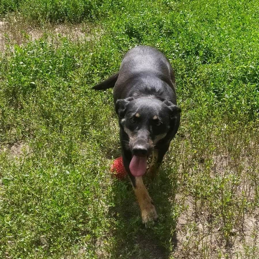 Які кішки та собаки шукають дім у Дніпрі 4