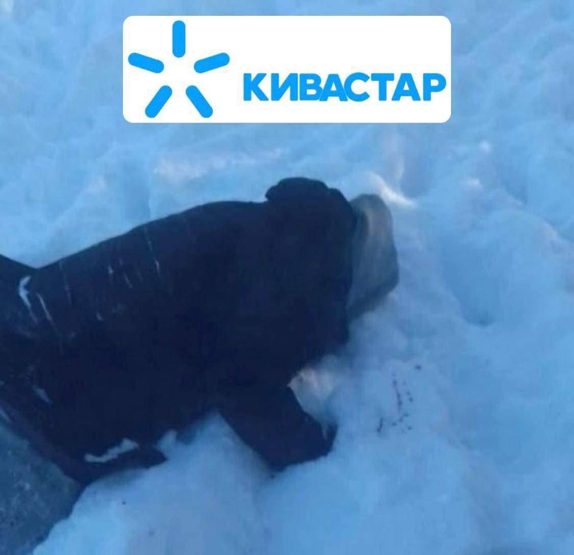 Тіло зрадника киви Тіло зрадника киви