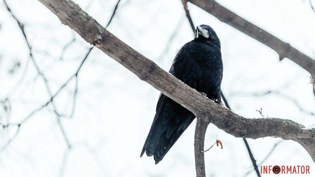 Пасмурно и мелкий дождь со снегом: какой будет погода 17 декабря в Днепре