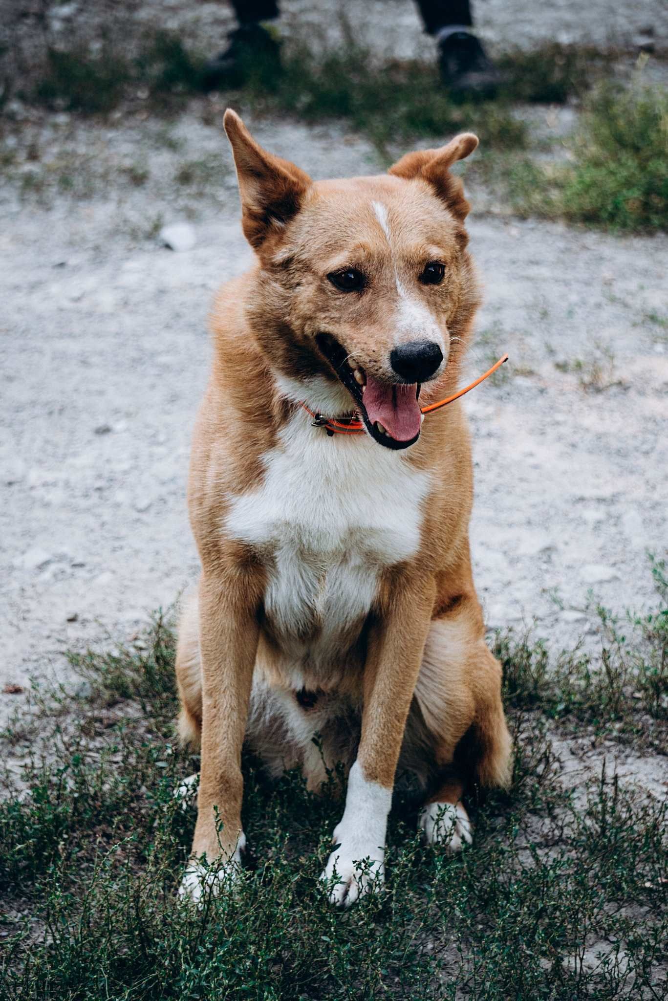 Какие кошки и собаки ищут дом в Днепре 1