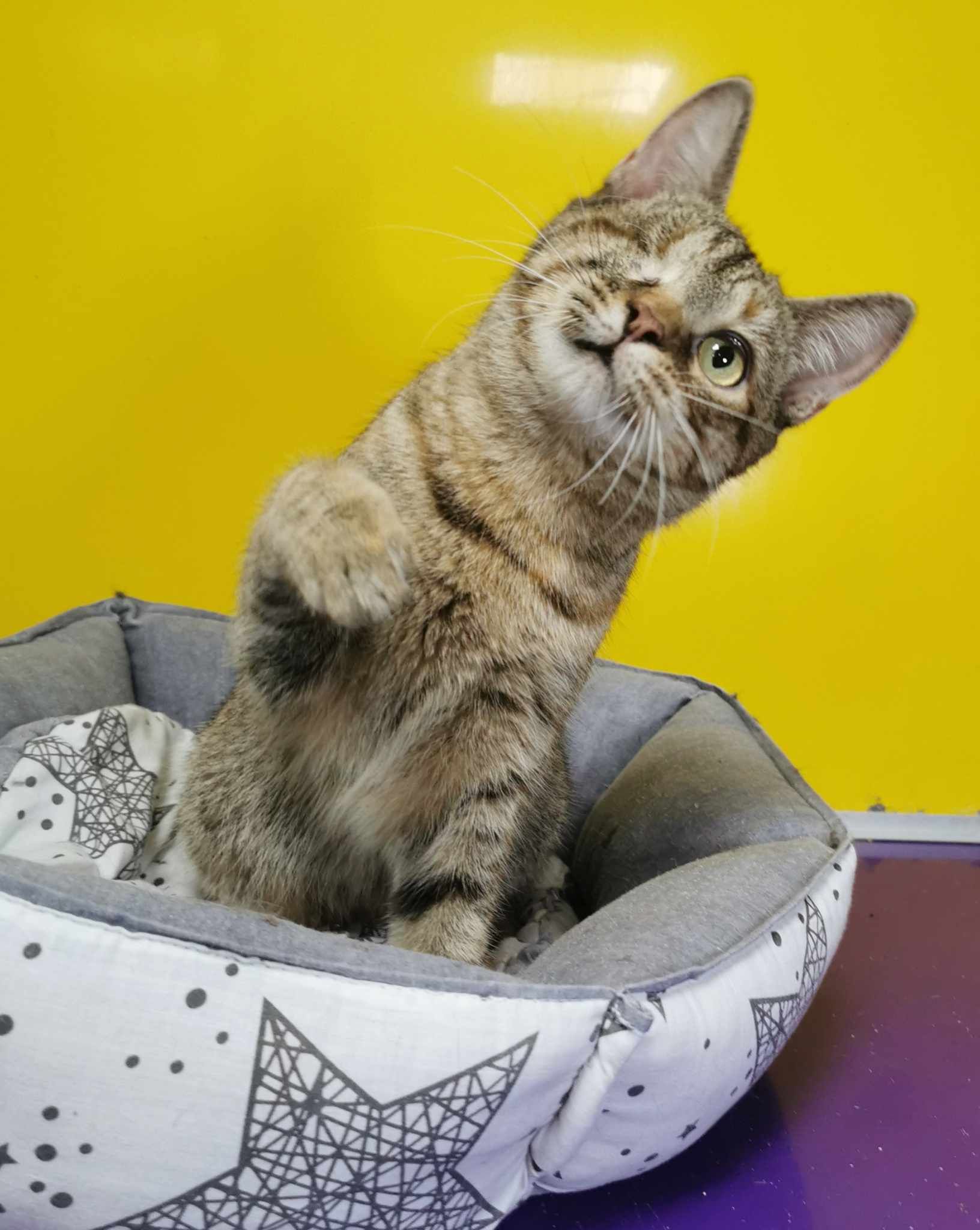 Какие кошки и собаки ищут дом в Днепре 2