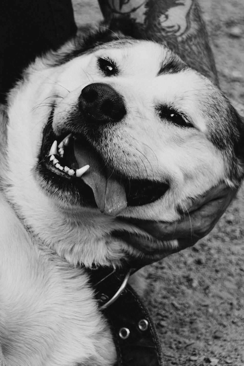 Какие кошки и собаки ищут дом в Днепре 3