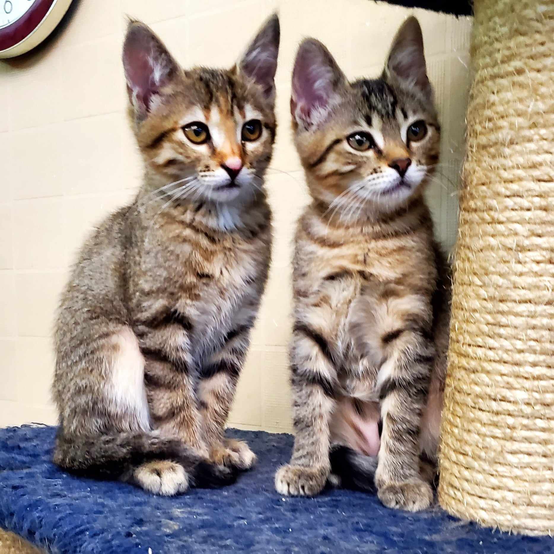 Какие кошки и собаки ищут дом в Днепре 4