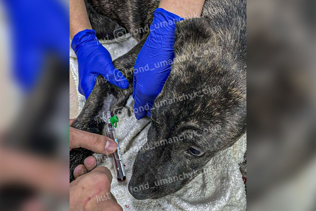 В Днепре спасают щенка Рада с энтеритом В Днепре спасают щенка Рада с энтеритом