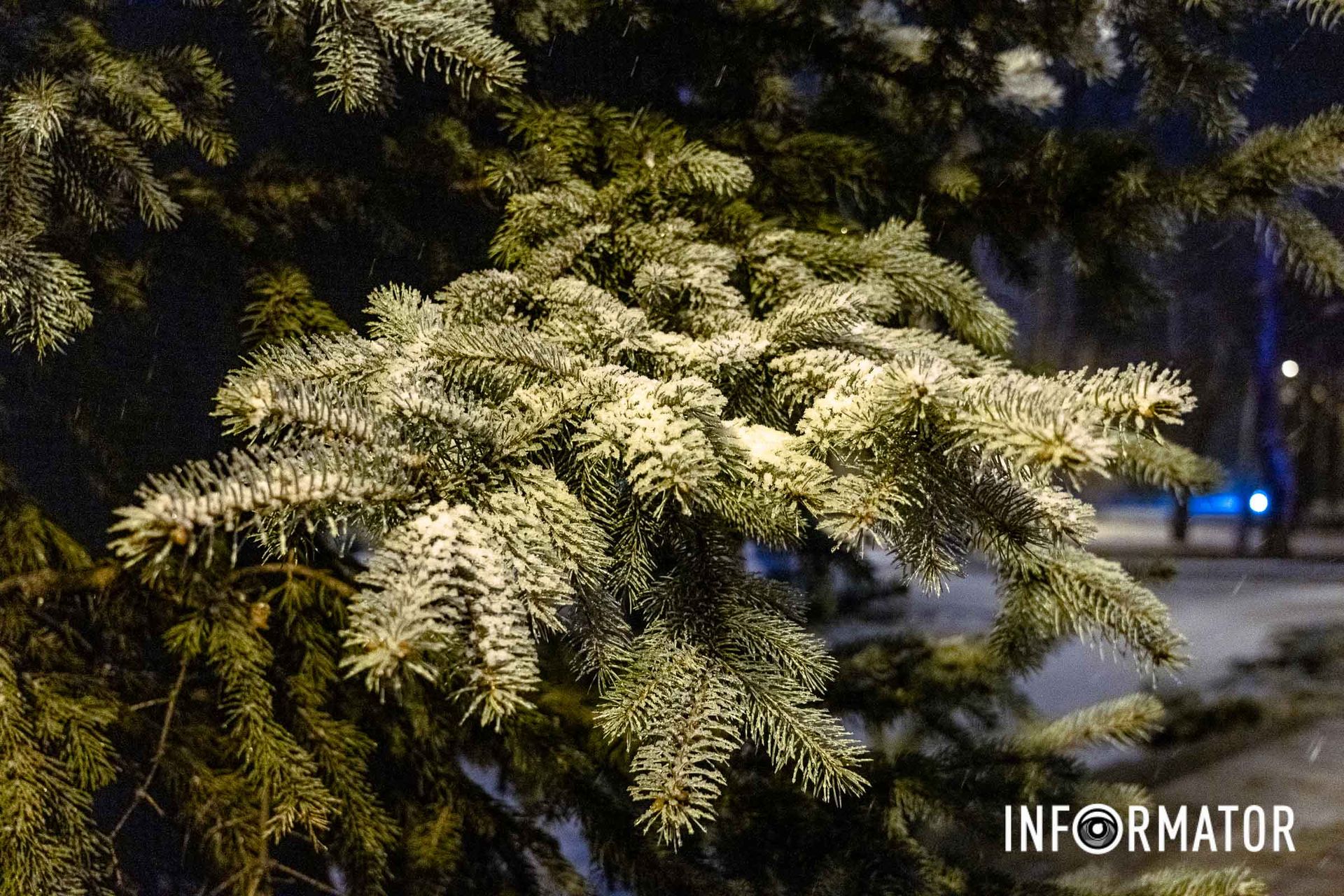 Вечнозеленая красавица Вечнозеленая красавица