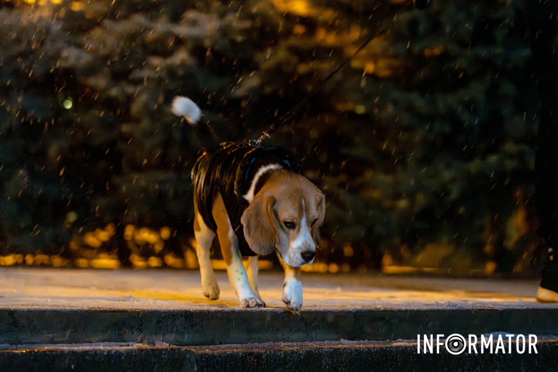 Животным очень нравится снег Животным очень нравится снег