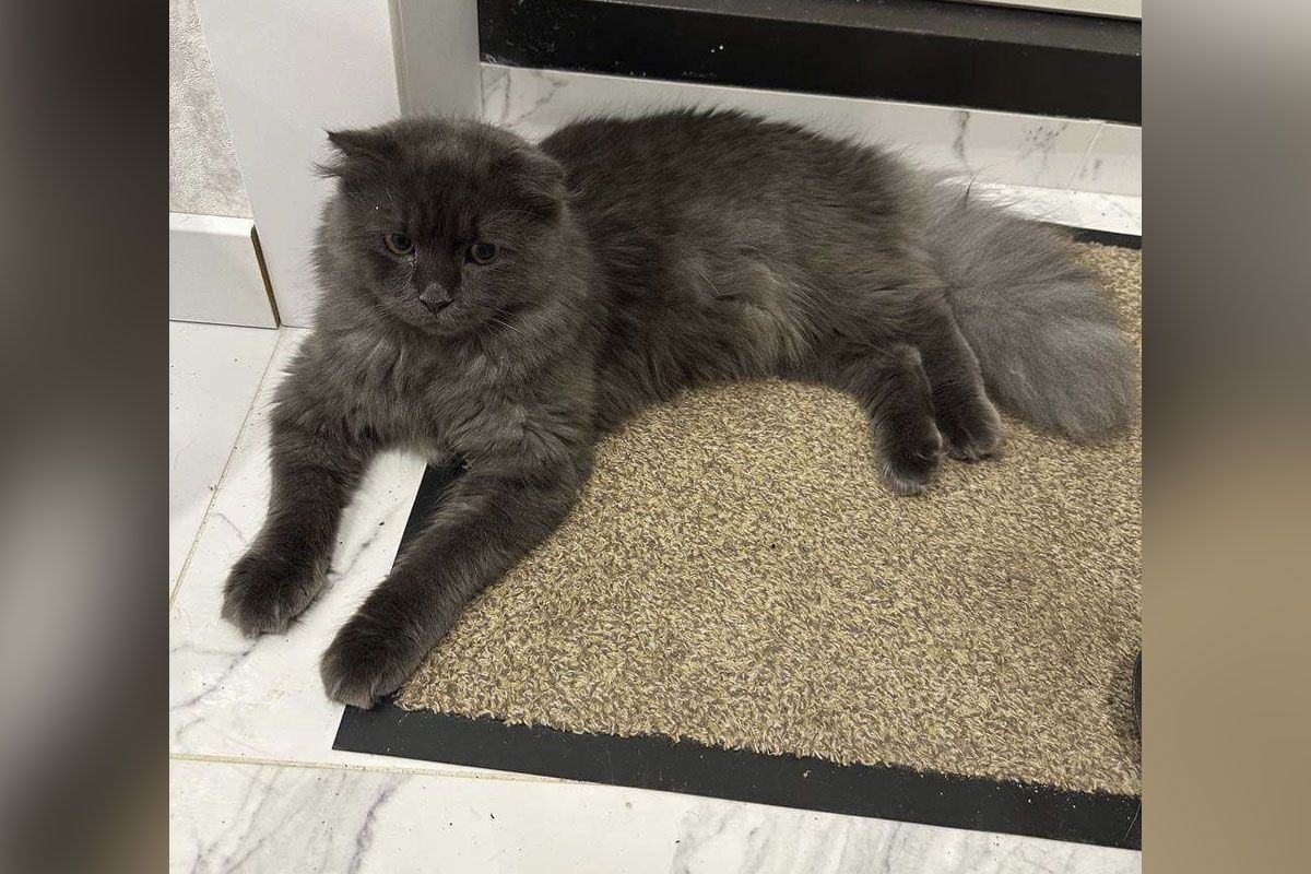 Животные – не игрушка