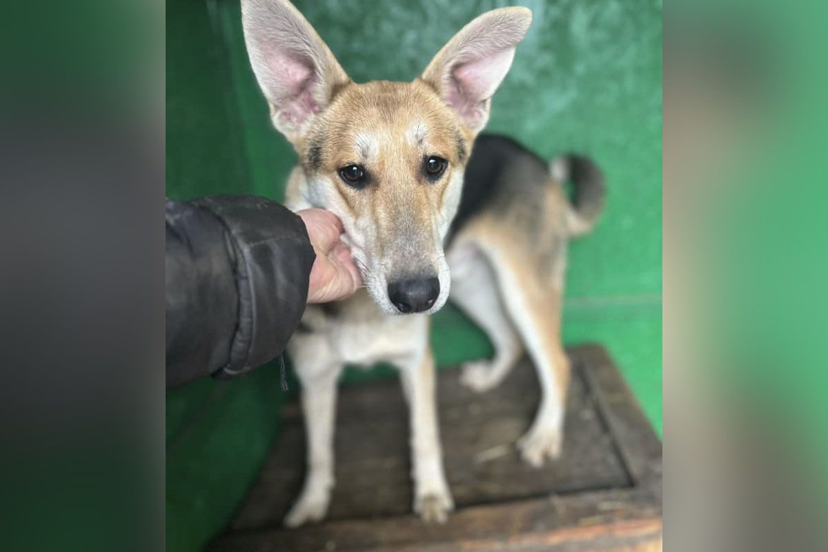 Подарите им шанс на любовь