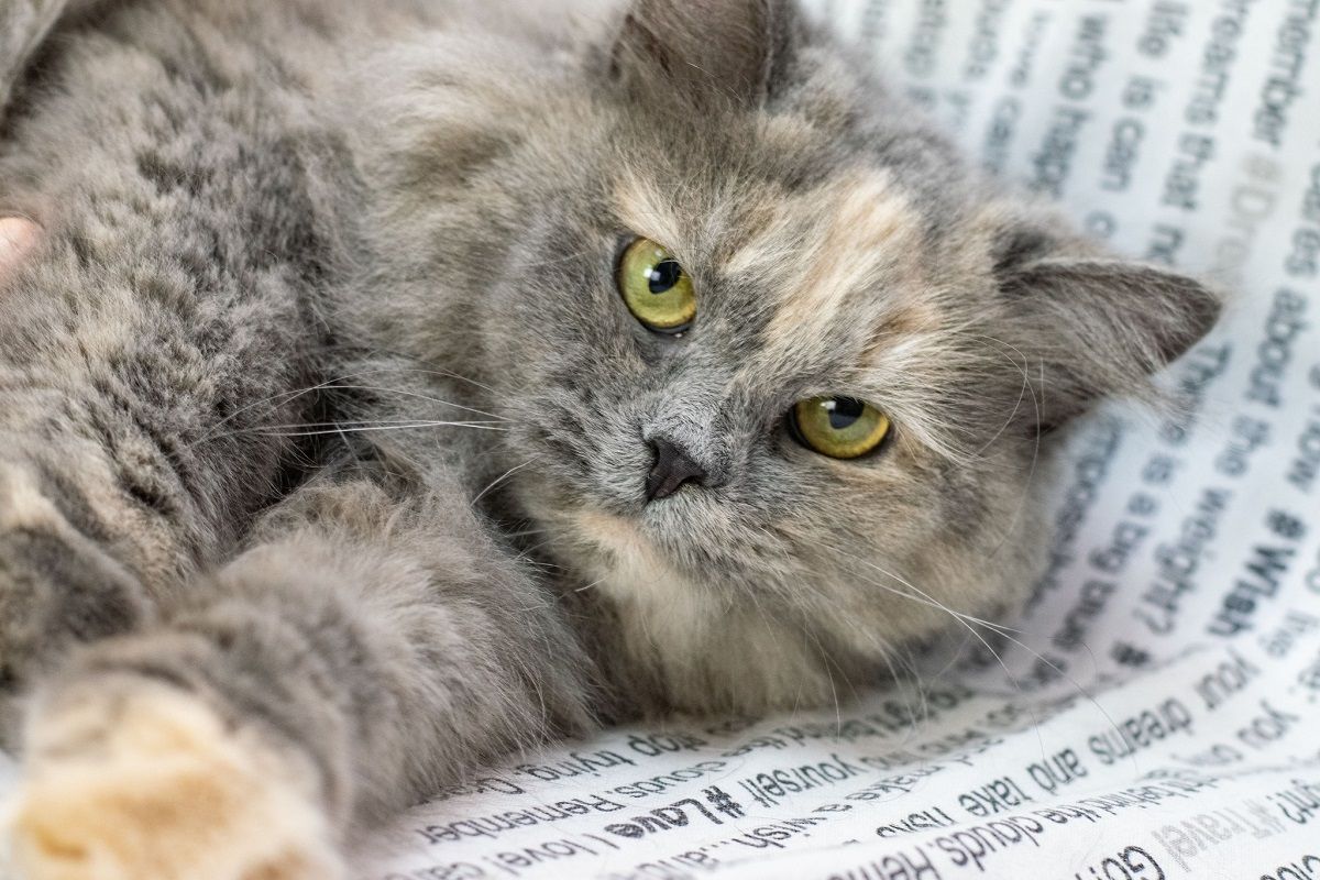 Королева Элизабет