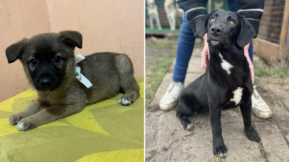 В очікуванні новорічного дива: у Дніпрі притулок з 78 котиками та собачками потребує допомоги