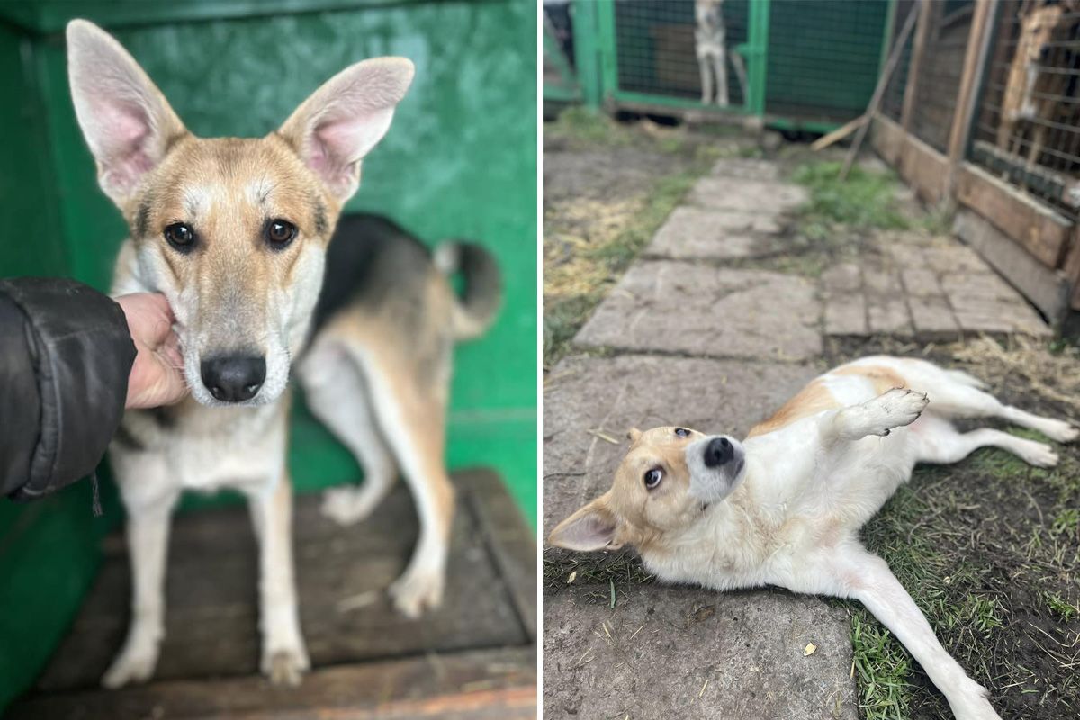 Ви можете знайти собі вірного друга