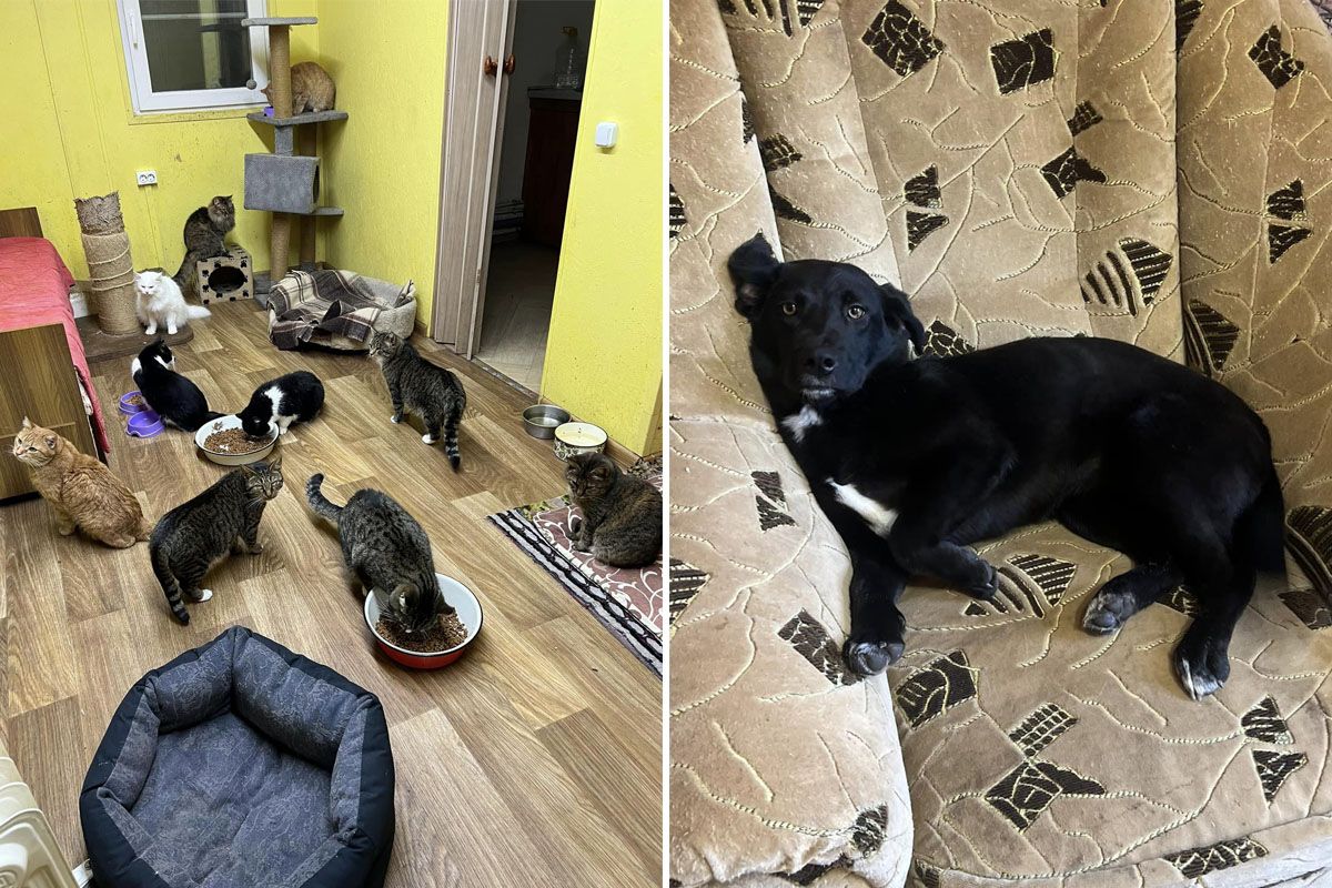 Кожен з хвостиків очікує на новорічне диво