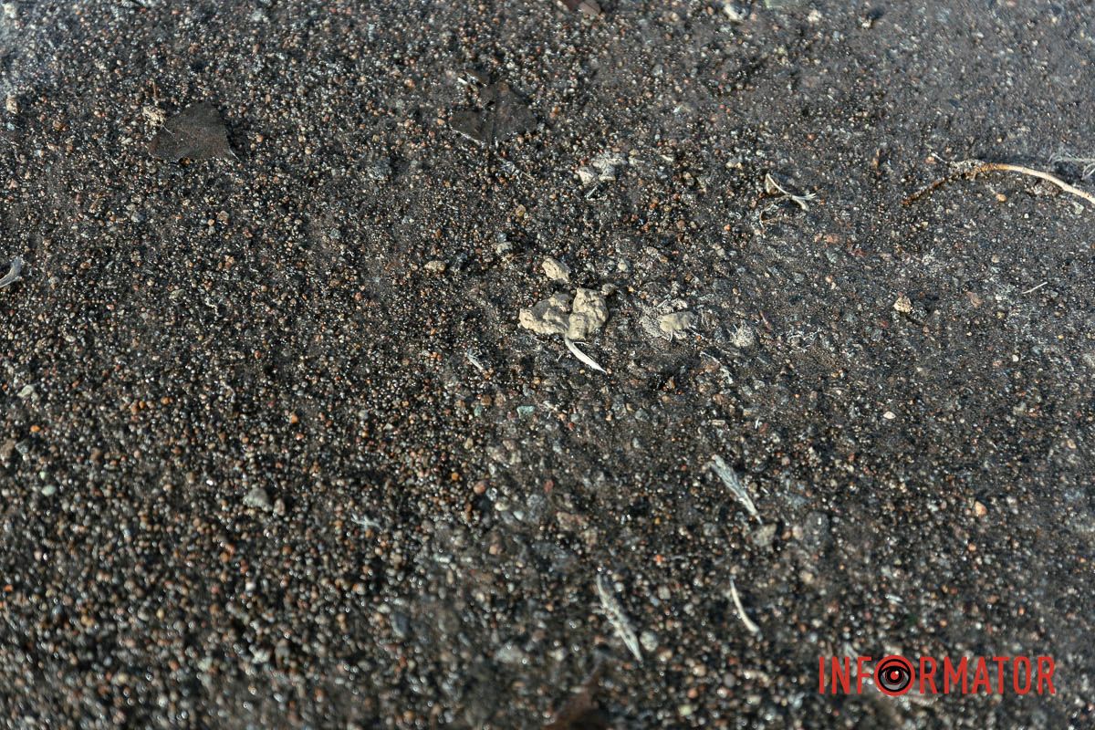 Неймовірний сморід