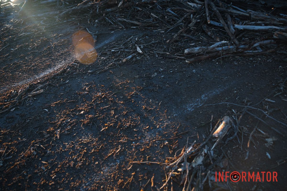 Ветви дерева на дороге