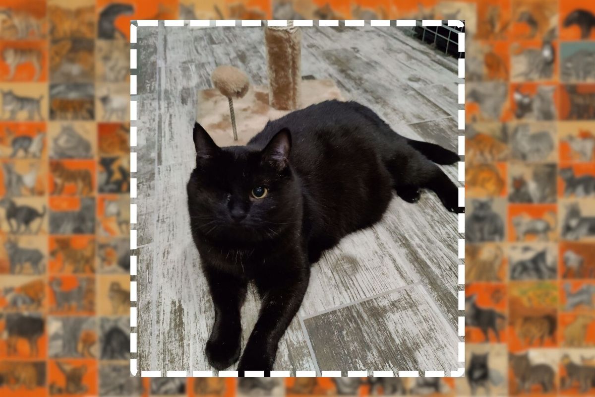 Кот ищет любящую семью Кот ищет любящую семью