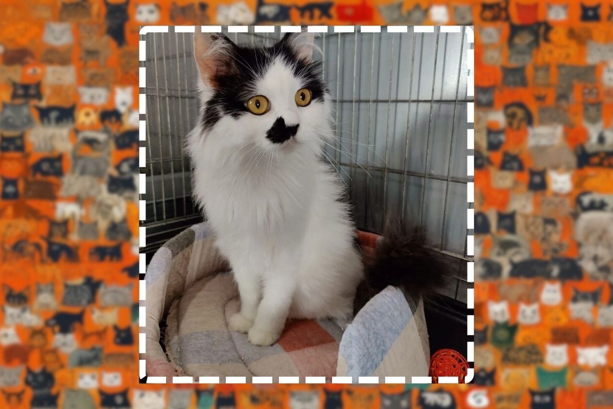 Подарите им шанс на любовь Подарите им шанс на любовь