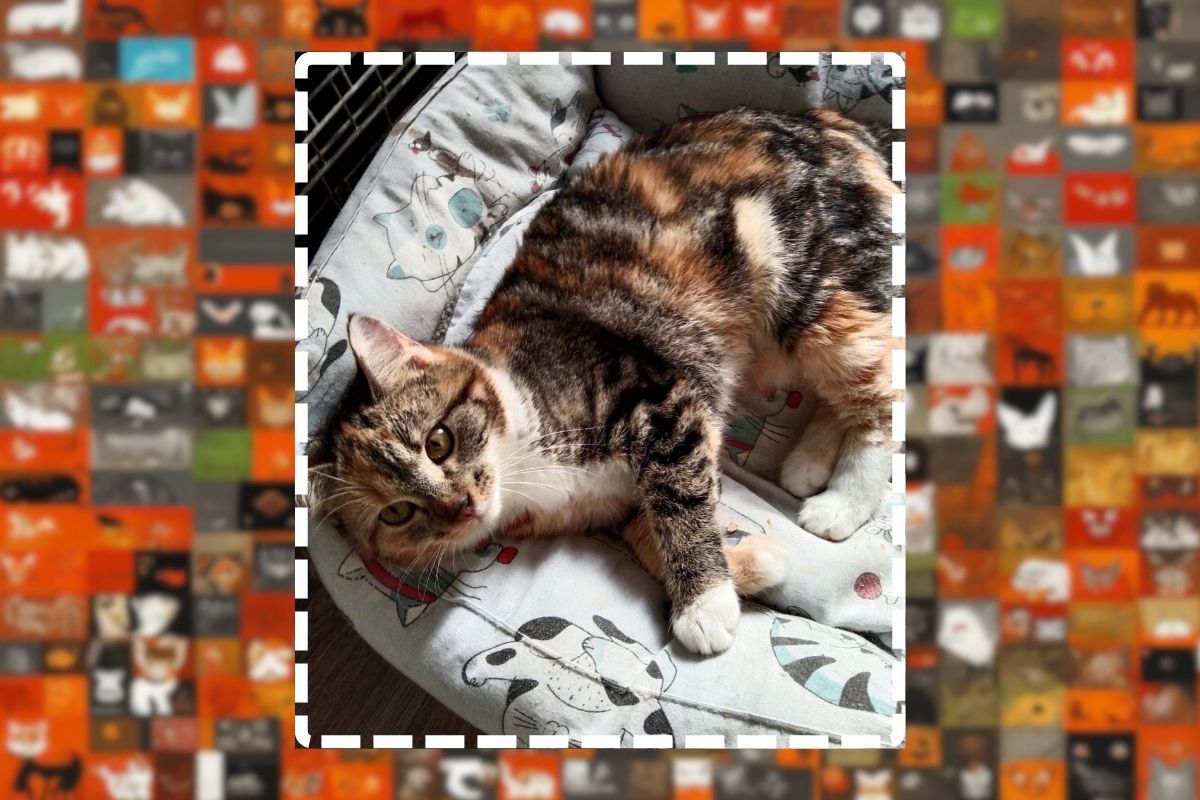 Кошка красотка Кошка красотка