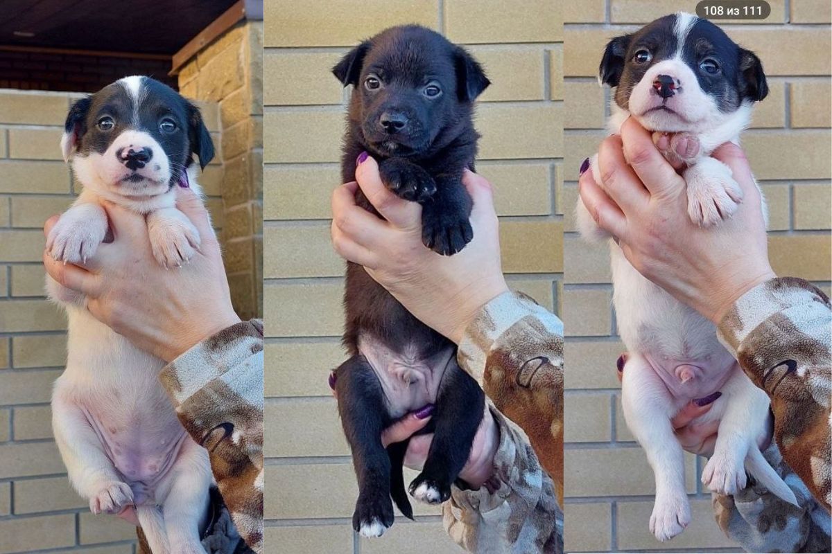 Вы только посмотрите на этих красавцев Вы только посмотрите на этих красавцев