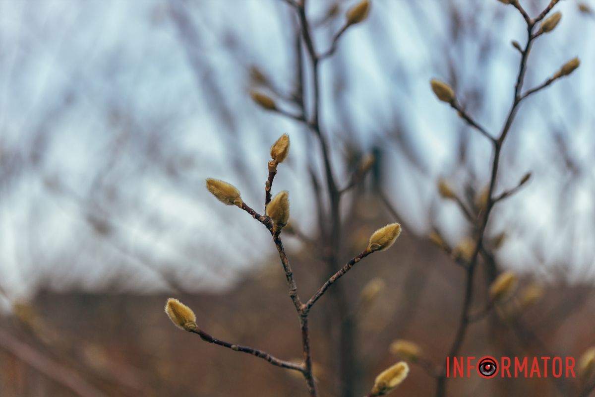 Почки магнолии