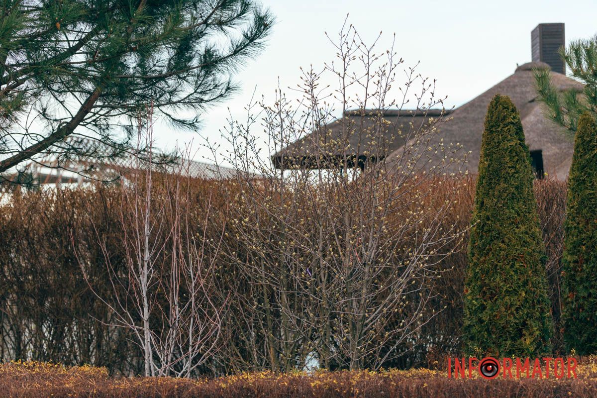 Магнолия расцветает в яхт-клубе Сечь