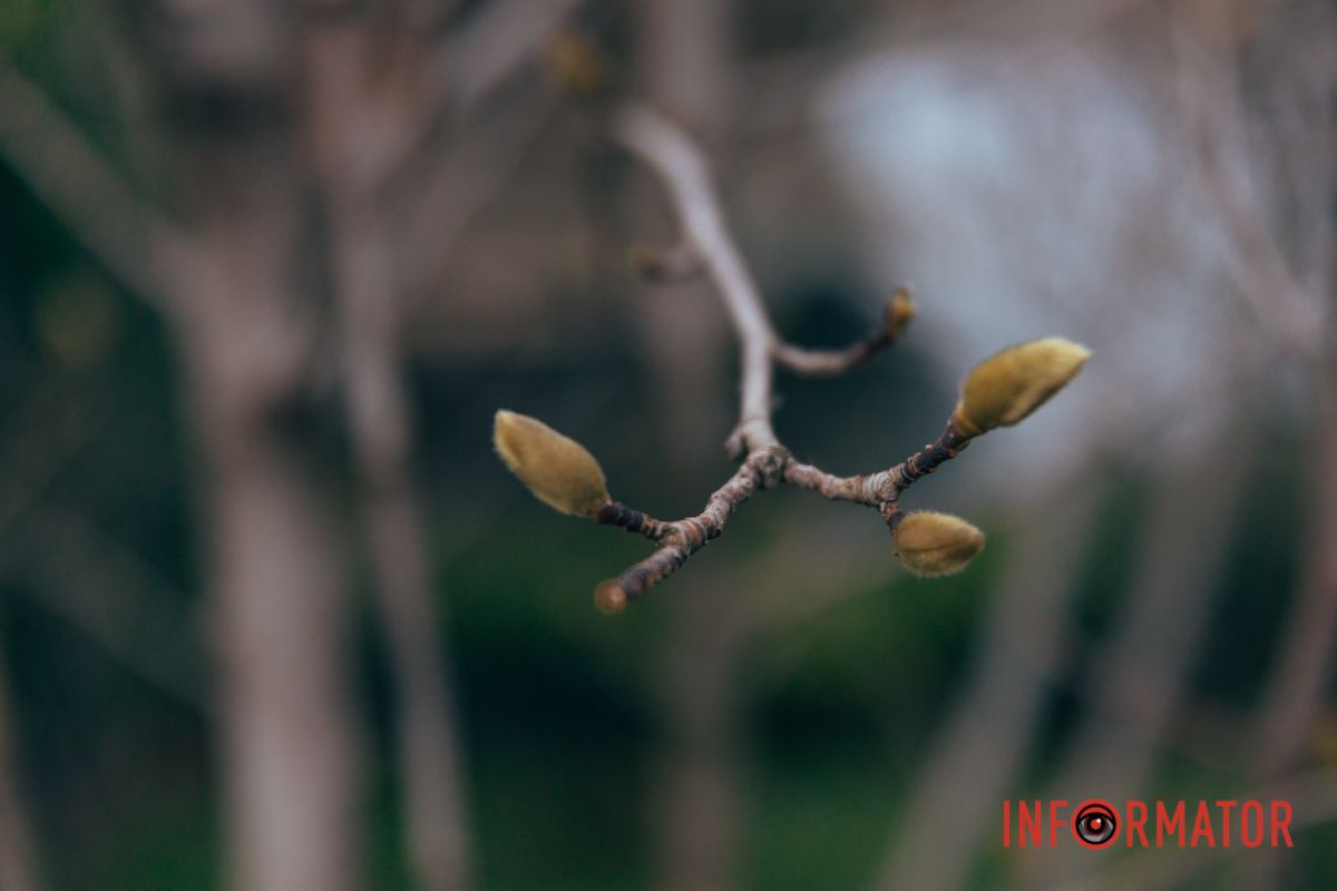 Не боятся холодов