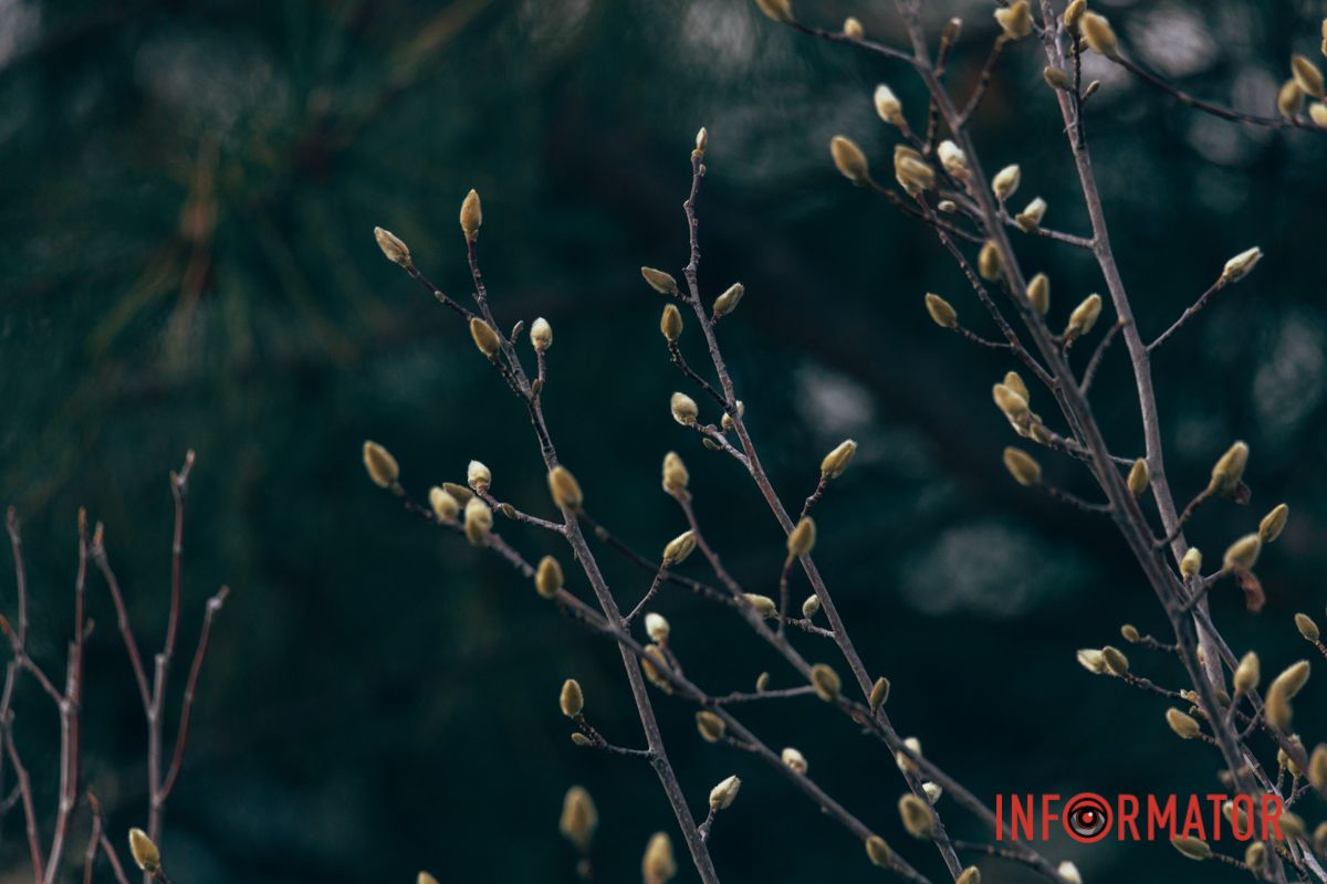 Веточки магнолии