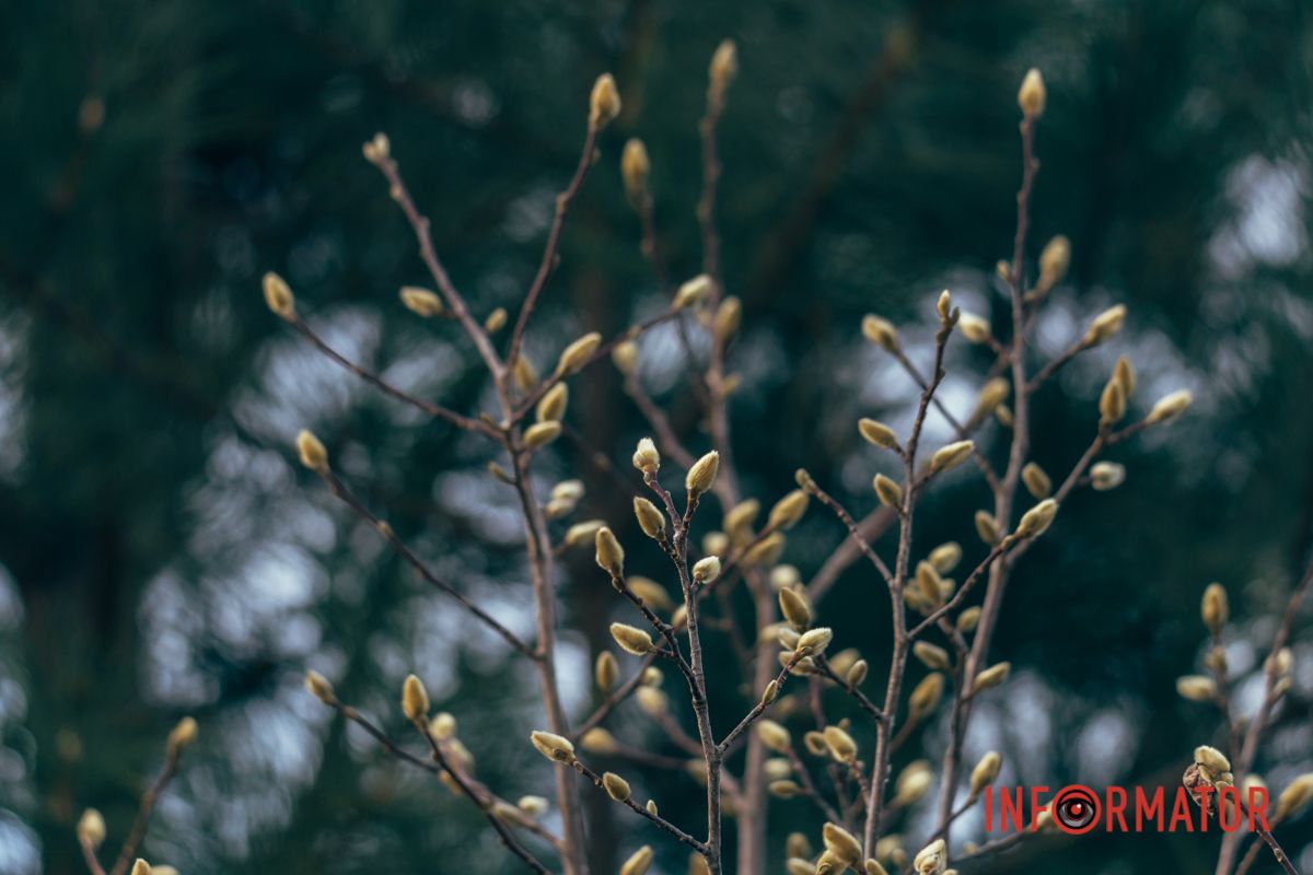 Цветы проснулись на Новый год