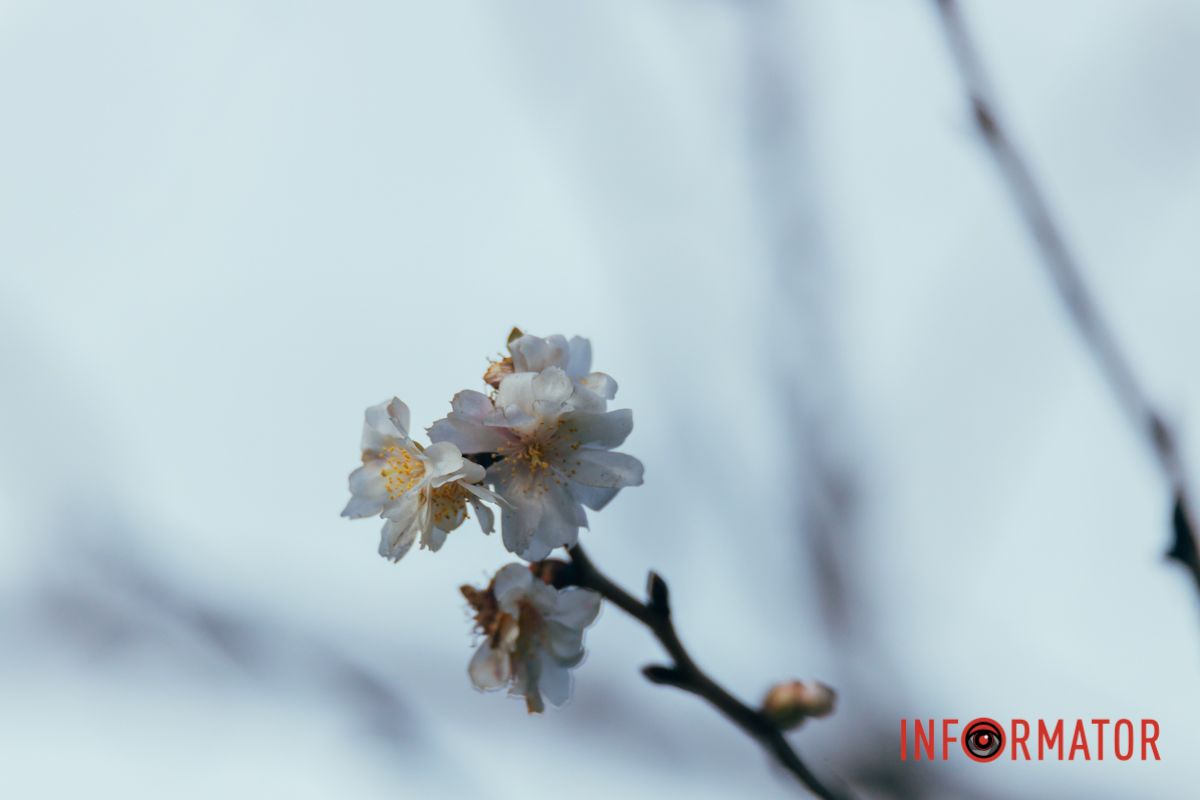 Веточка сакуры