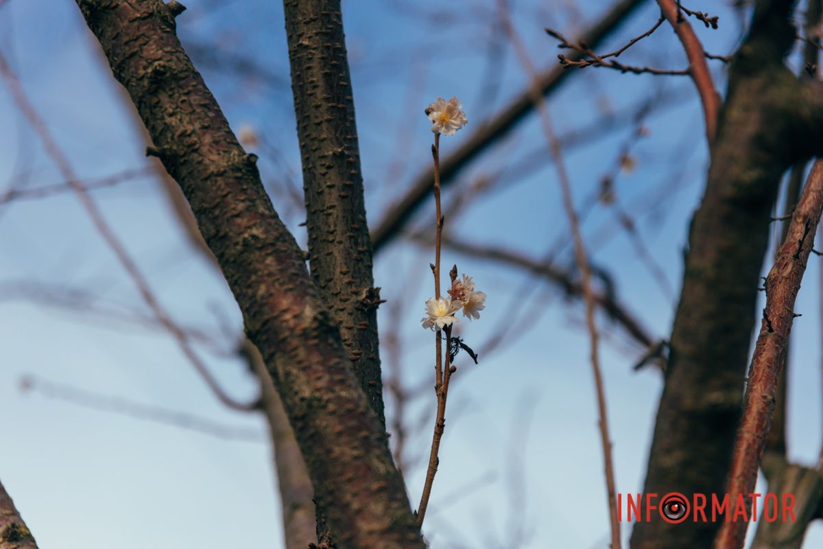 Поражает изяществом