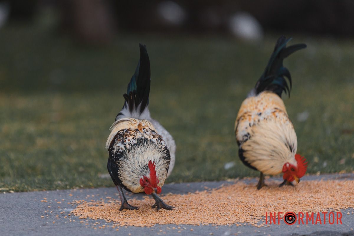 Фотографи зробили неймовірні світлини