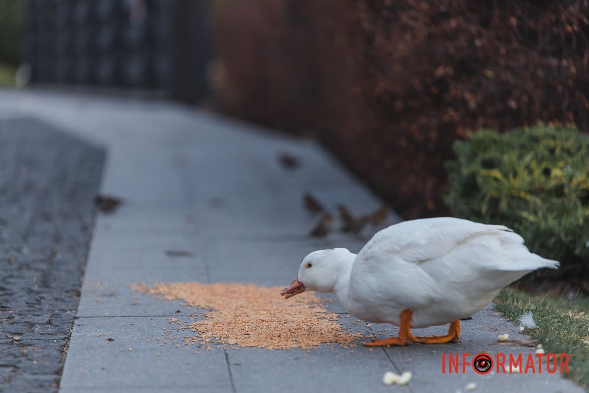 Вони сподобаються і дорослим, і дітям