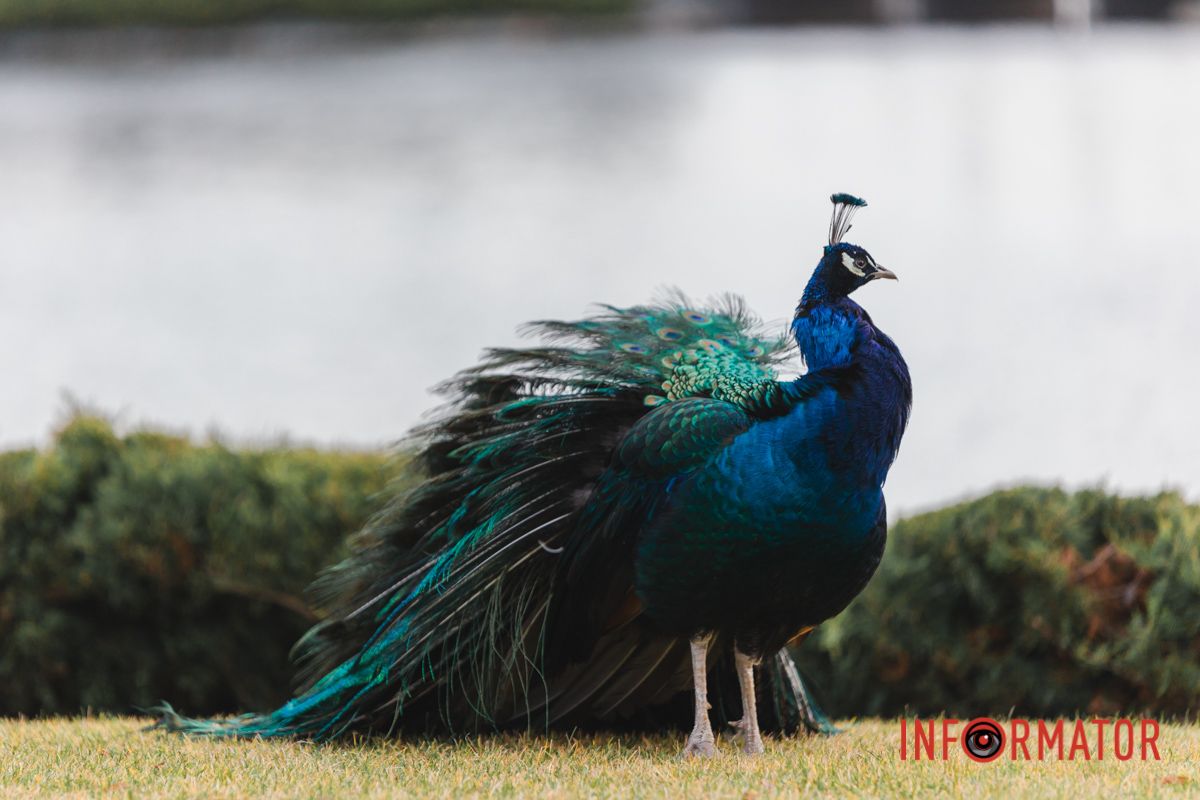 Тваринки та птахи