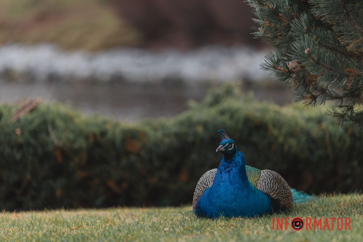 У мешканців Дніпра є унікальна можливість відволіктись