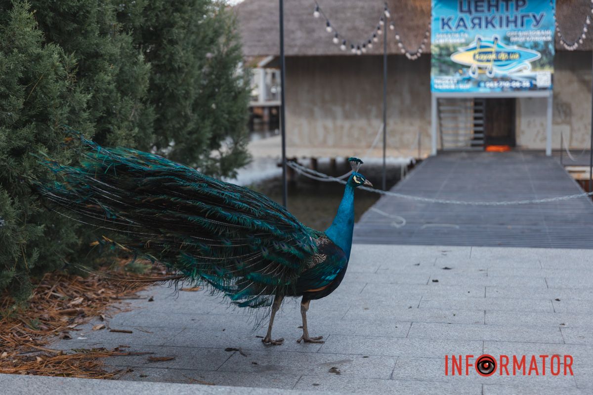 У теплий край вже понеслися .