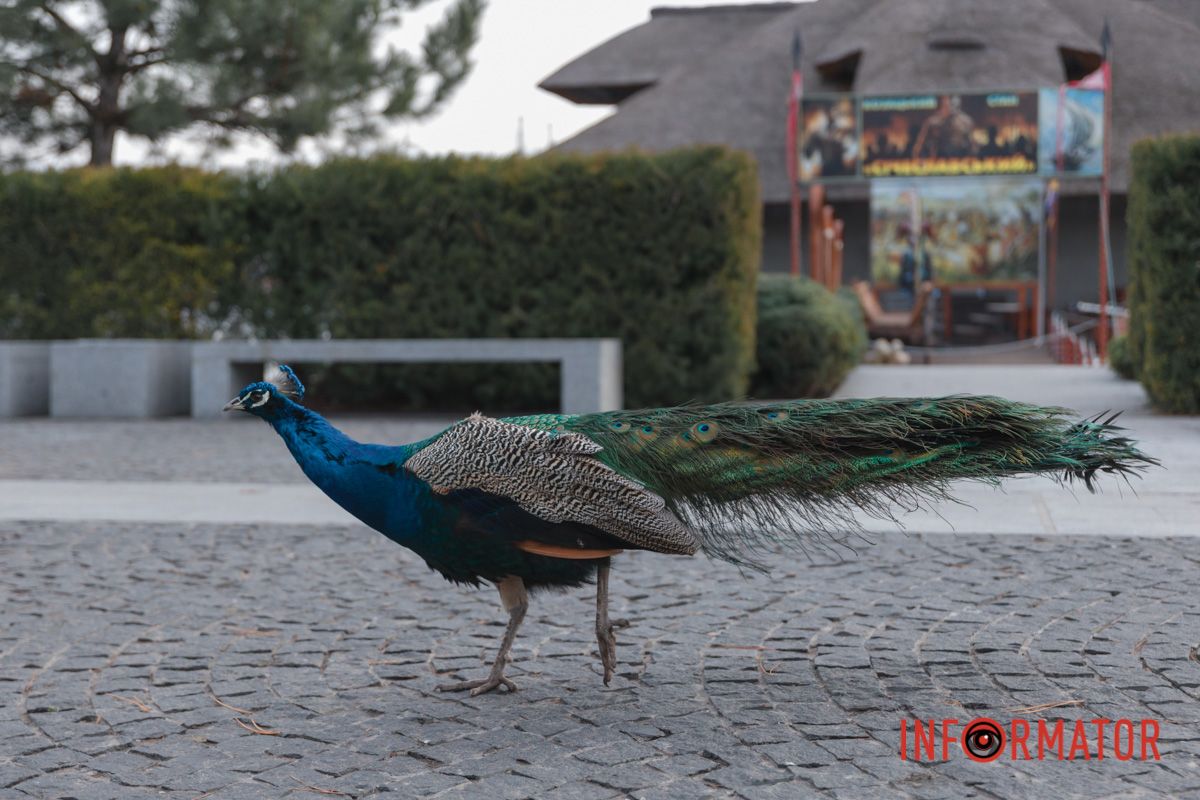 Птахи співали під вікном , 
