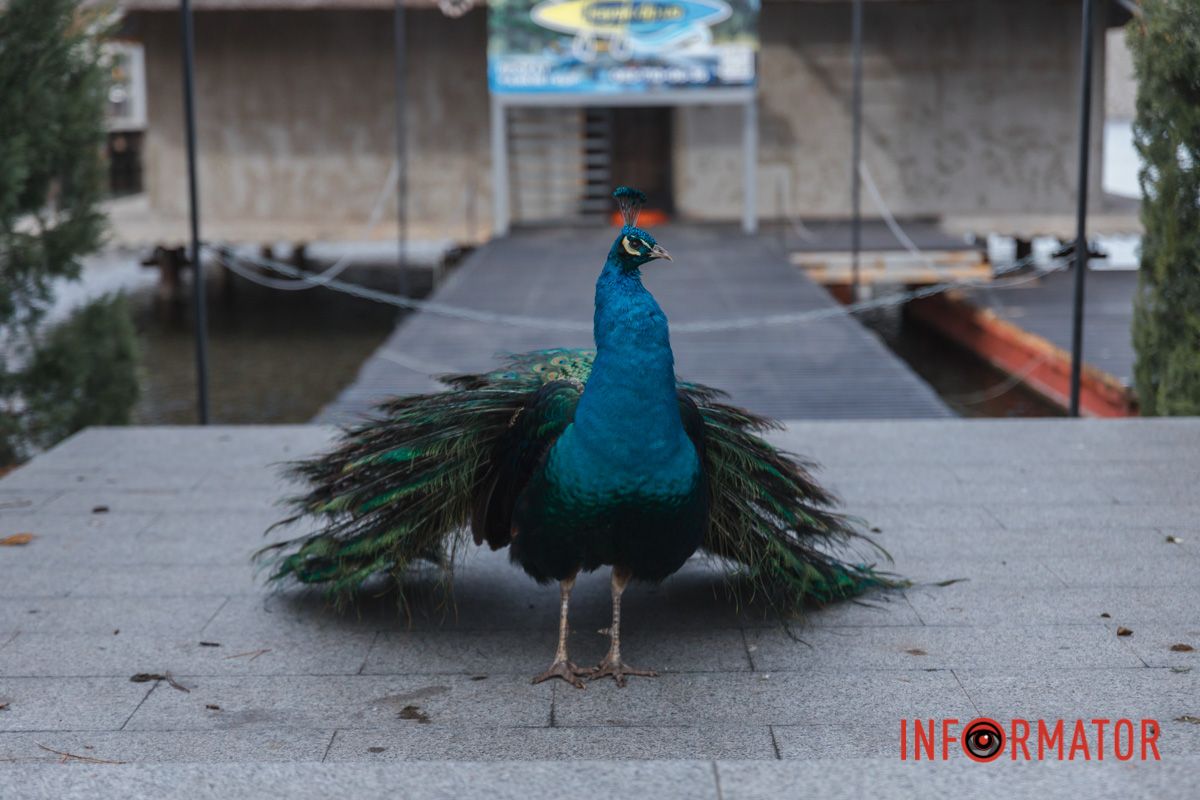 Який красень