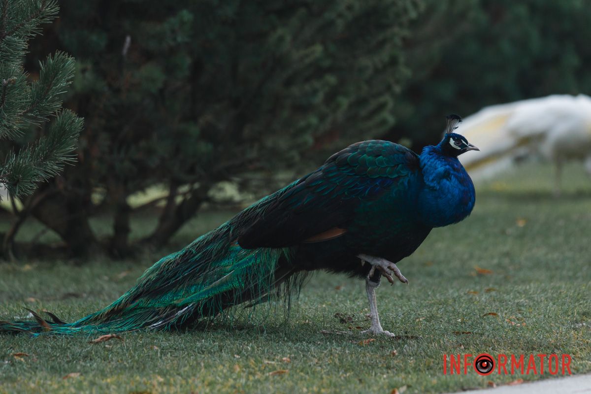 Хоче привітатись 