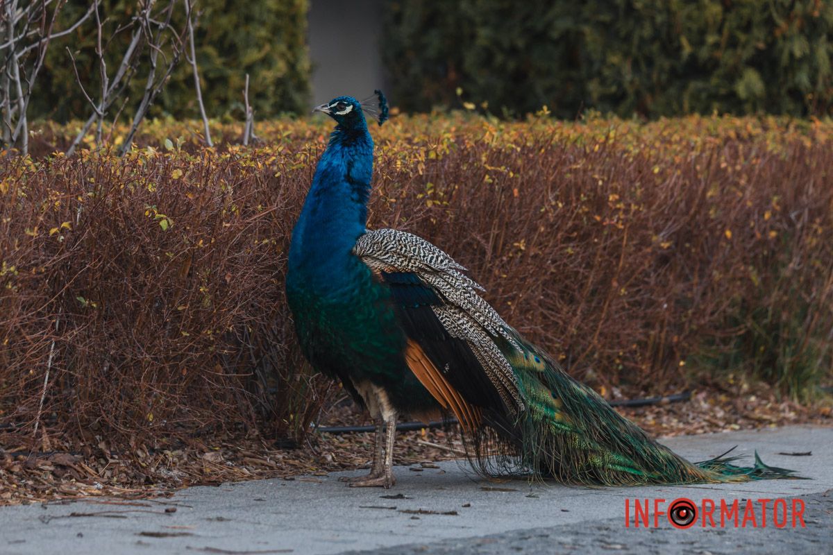 Чекають на відвідувачів