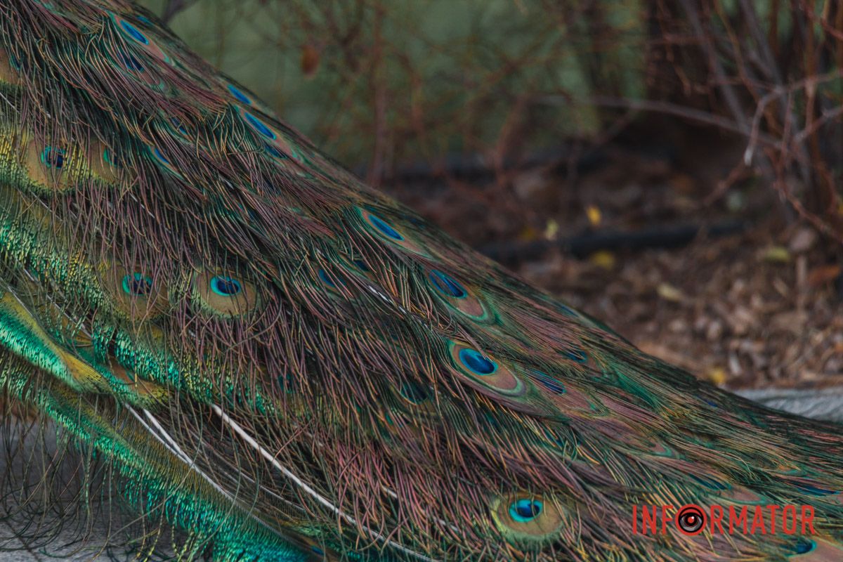 Які кольори 