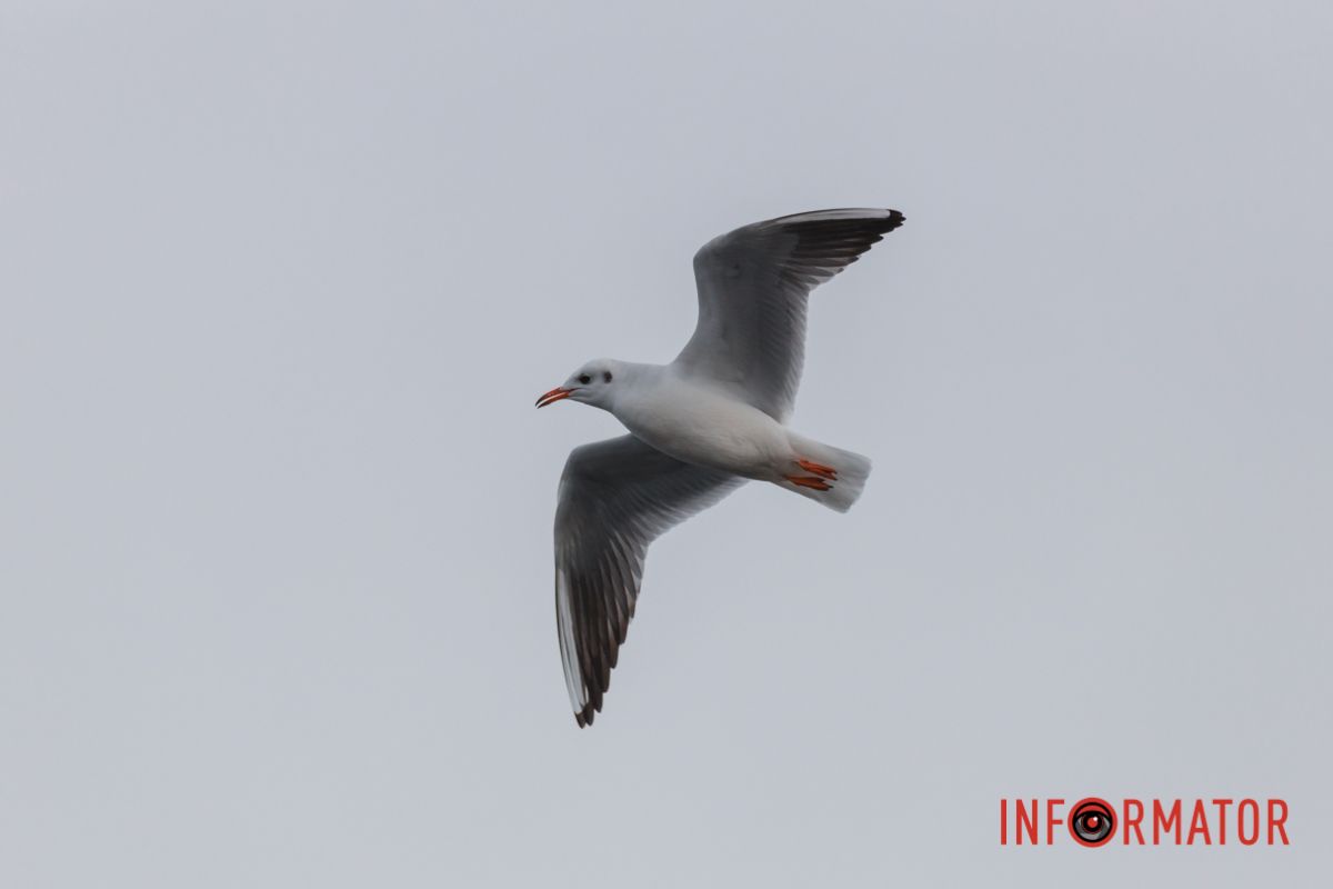 Відчуття свободи 