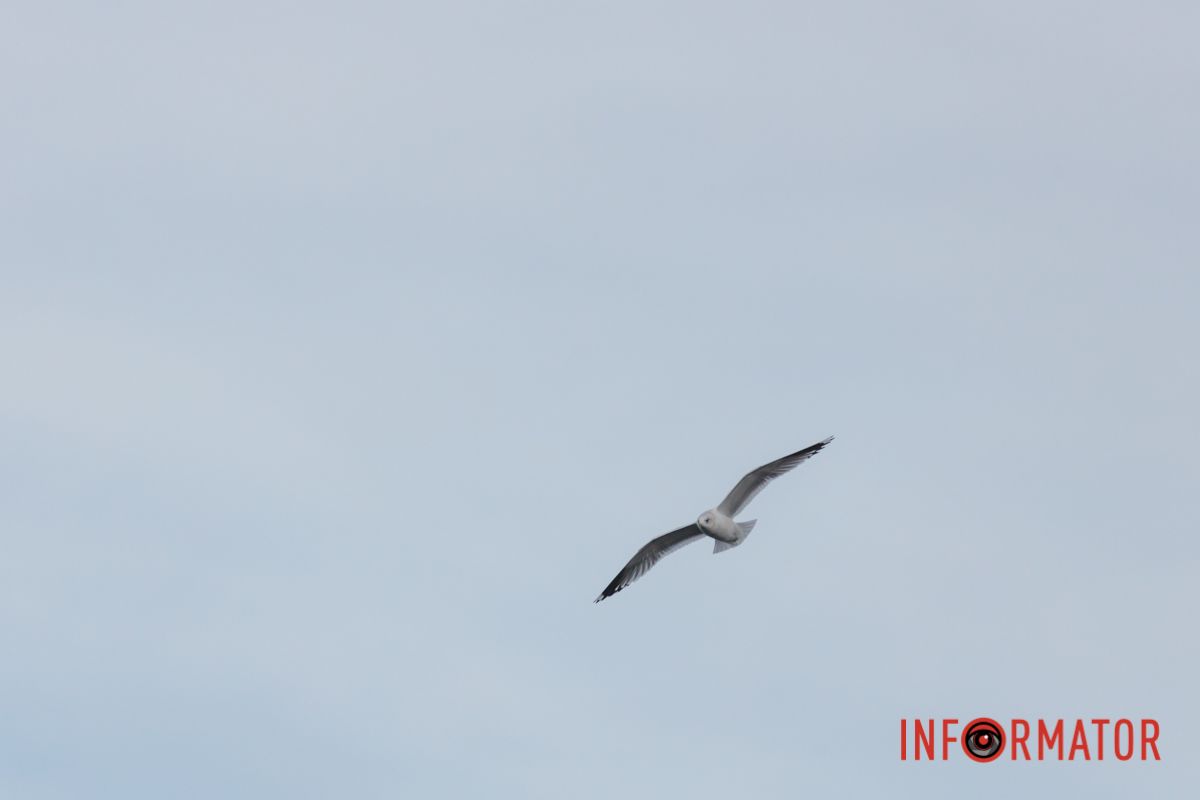 Птах у небі