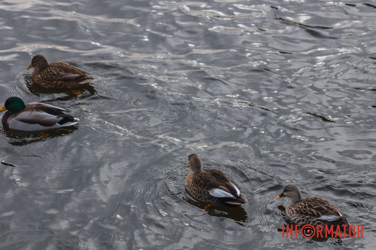  Вони підпливають до людей з надією, що отримають щось смачненьке