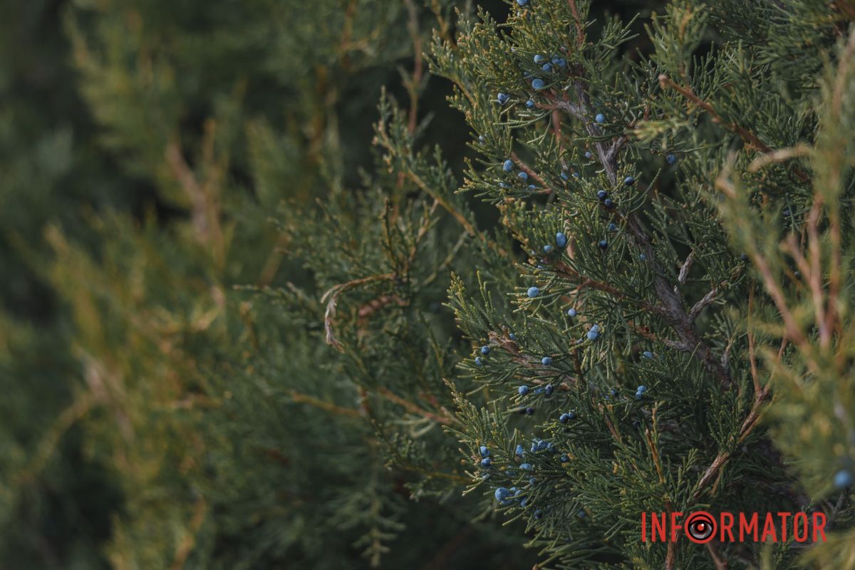 А нині зимонька гуляє  .